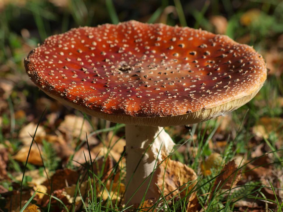 Free Image of Mushroom  