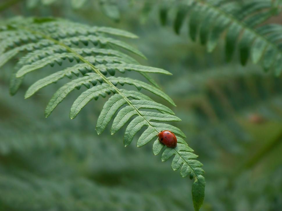 Free Image of Ladybird on fern leaf  