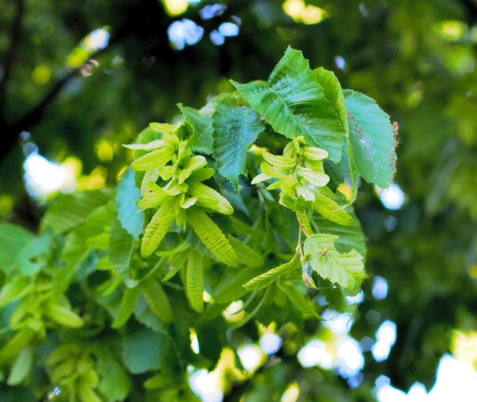 Free Image of Spring leaves 