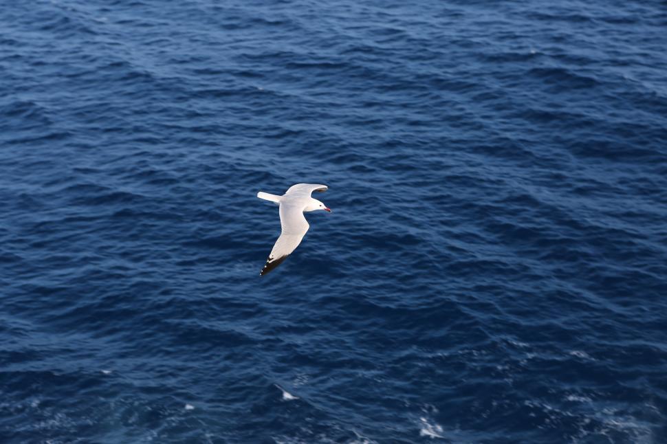 Free Image of White Bird Soaring Above Water 