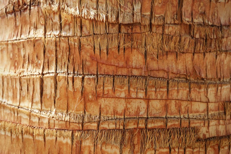 Free Image of Close Up View of Tree Trunk 