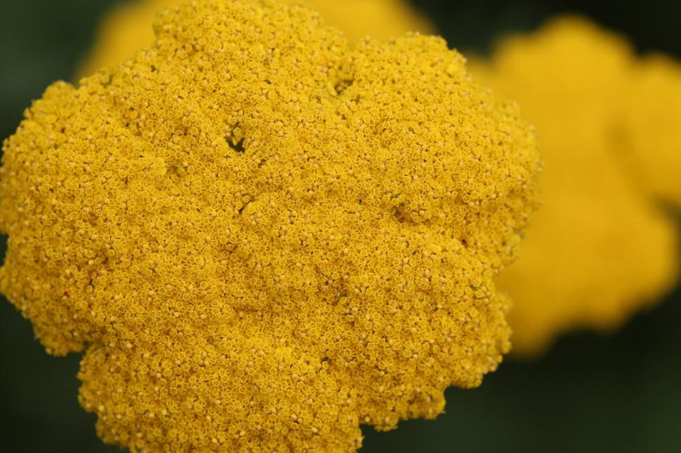 Free Image of Close-Up of a Broccoli Floret 