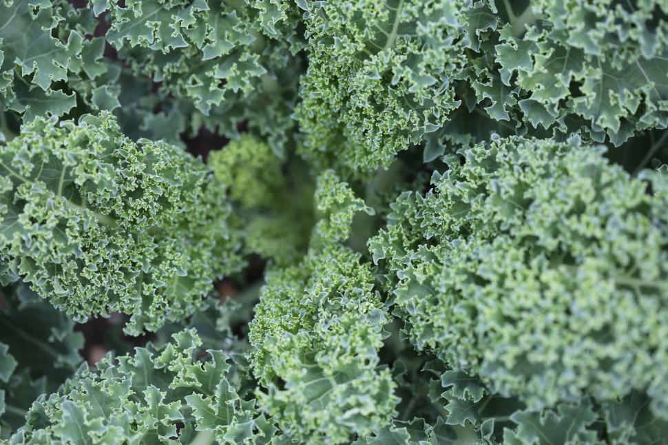 Free Image of Close-Up of Fresh Broccoli Bunch 