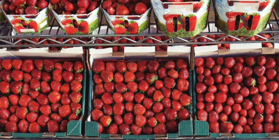 Free Image of Display of Fresh Strawberries for Sale 