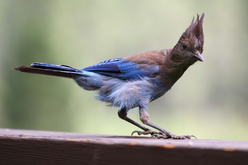 Free Image of Blue Jay on the fence 