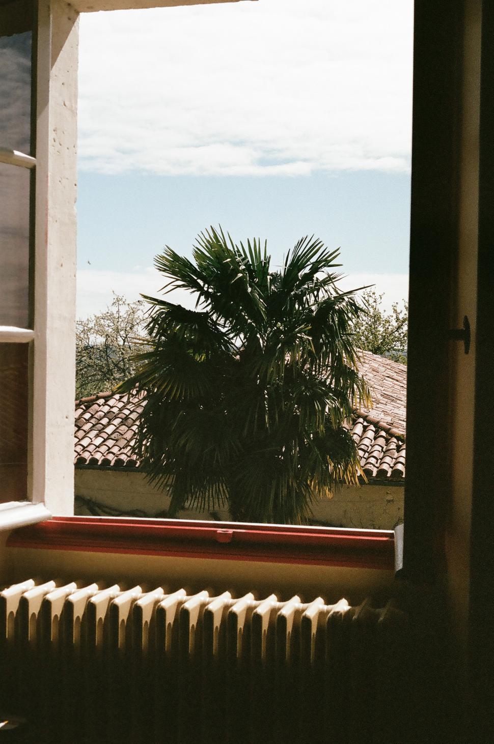 Free Image of Palm Tree Viewed Through Window 