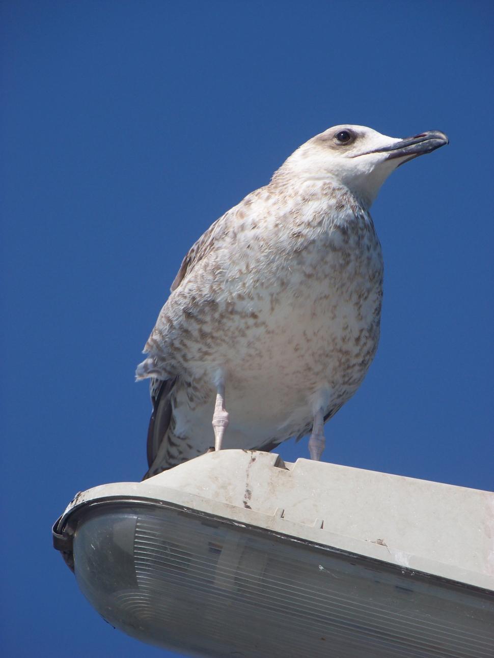 Free Image of Seagull sitting on the top of a lighting pole  