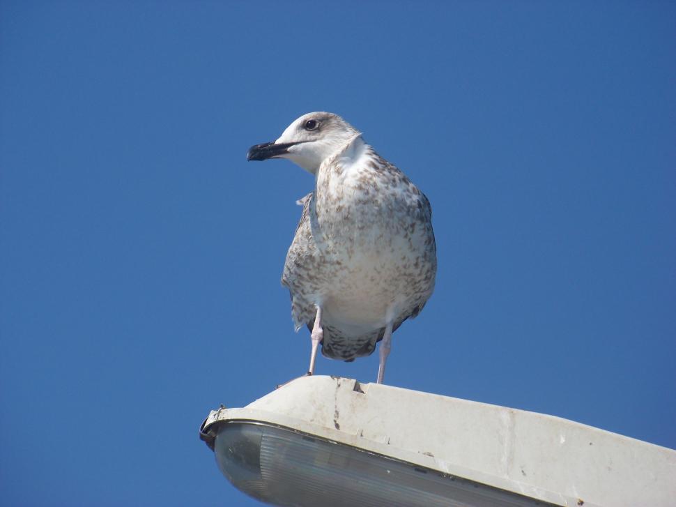 Free Image of Seagull sitting on the top of a lighting pole  