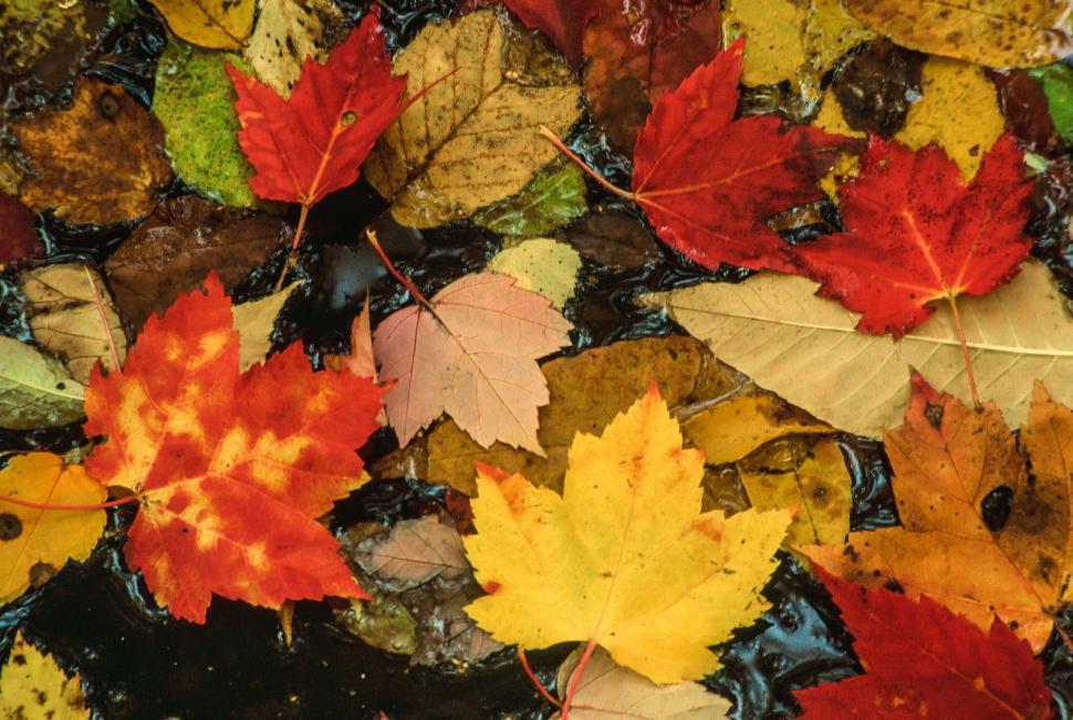 Free Image of Autumn Leaves 