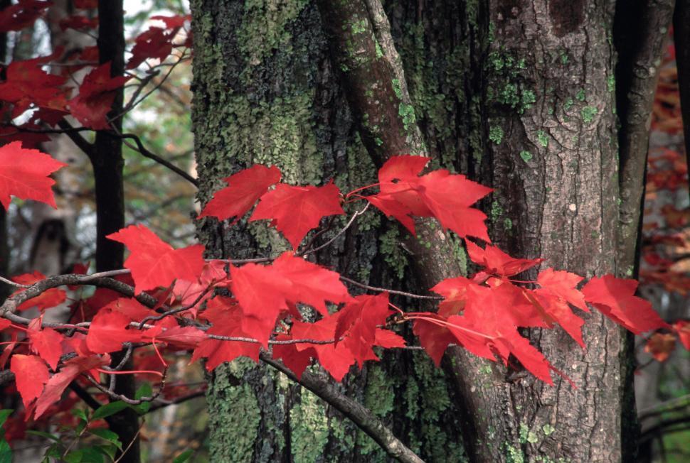 Free Image of Red Maple Leaves 