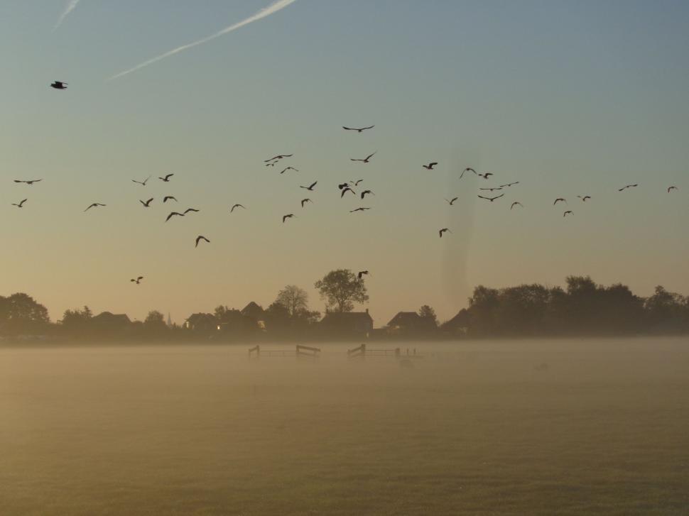 Free Image of Sunrise flock in the Netherlands  