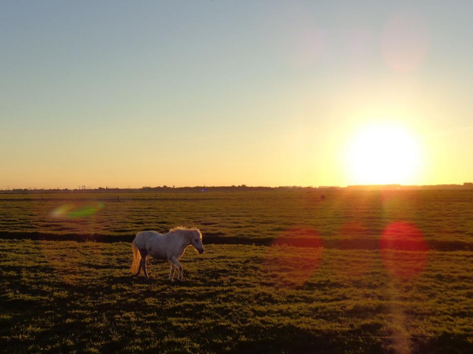 Free Image of Cycling in the Netherlands - Horse and Sunrise 