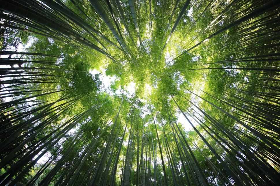 Free Image of Overhead View of a Bamboo Tree 