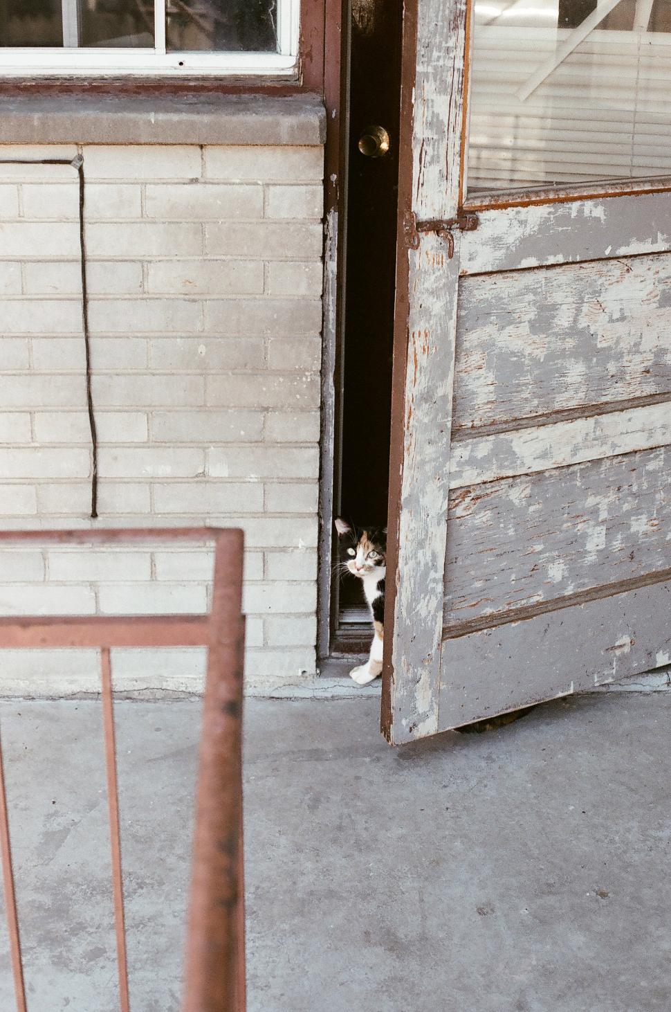 Free Image of Cat peeks through door 