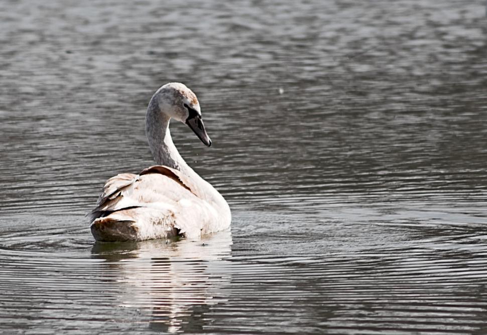 Free Image of The swan 