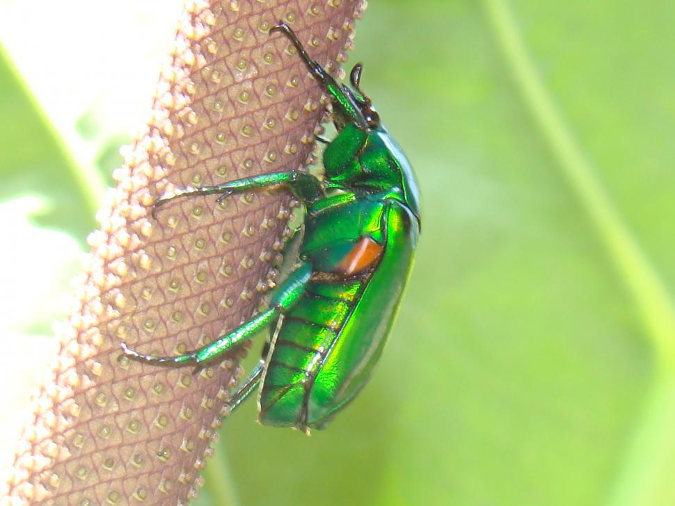 Free Image of Beetle 