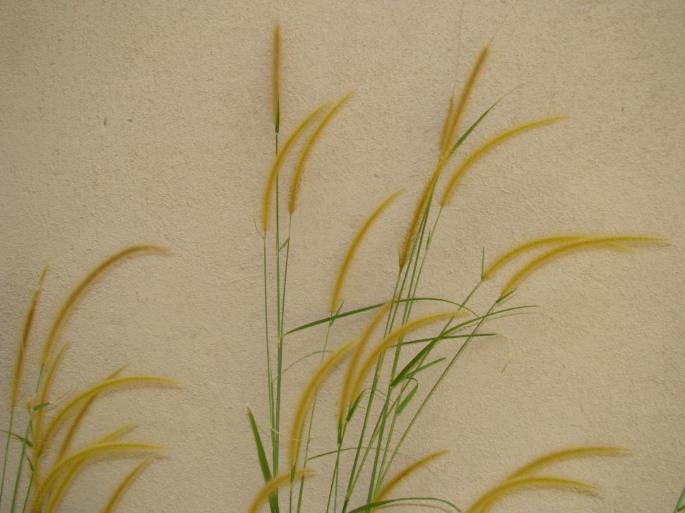 Free Image of Close Up of Plant Growing on Wall 