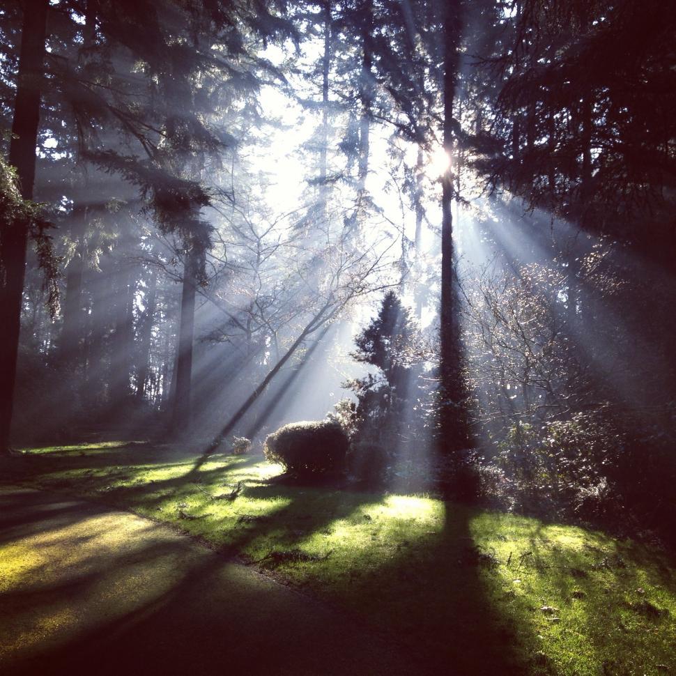 Free Image of Sun Shines Through Trees in Forest 