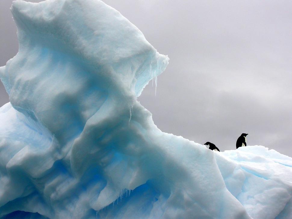 Free Image of Group of Penguins Sitting on Top of an Iceberg 