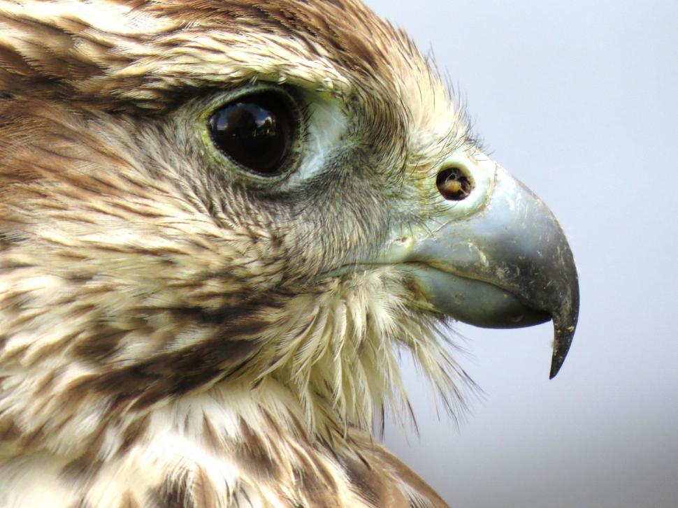 Free Image of Close Up of a Bird of Prey 