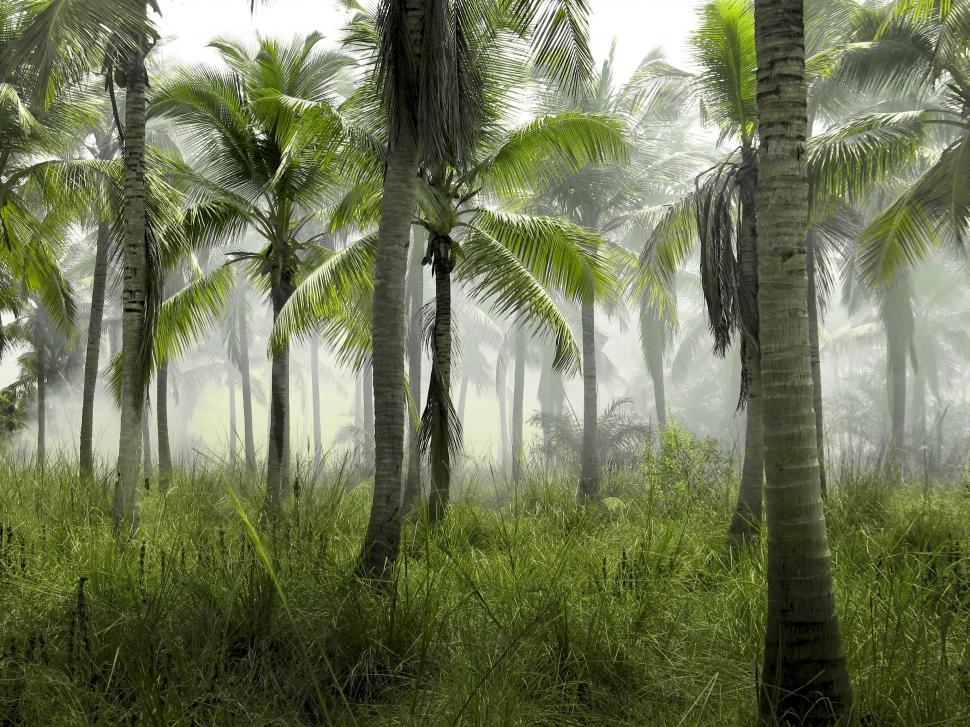 Free Image of Lush Green Forest With Palm Trees 