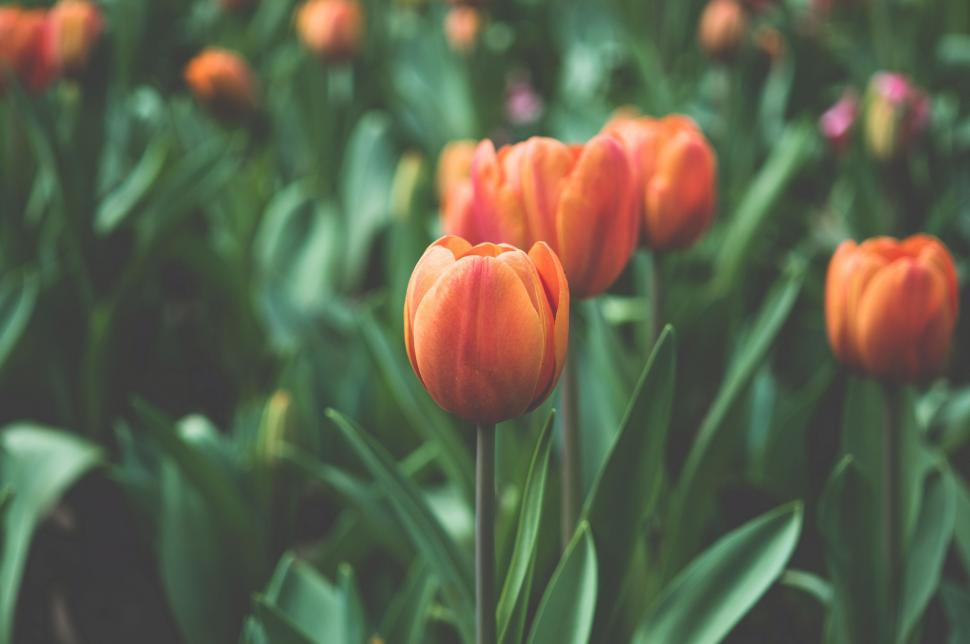Free Image of Field of Orange Tulips With Green Leaves 