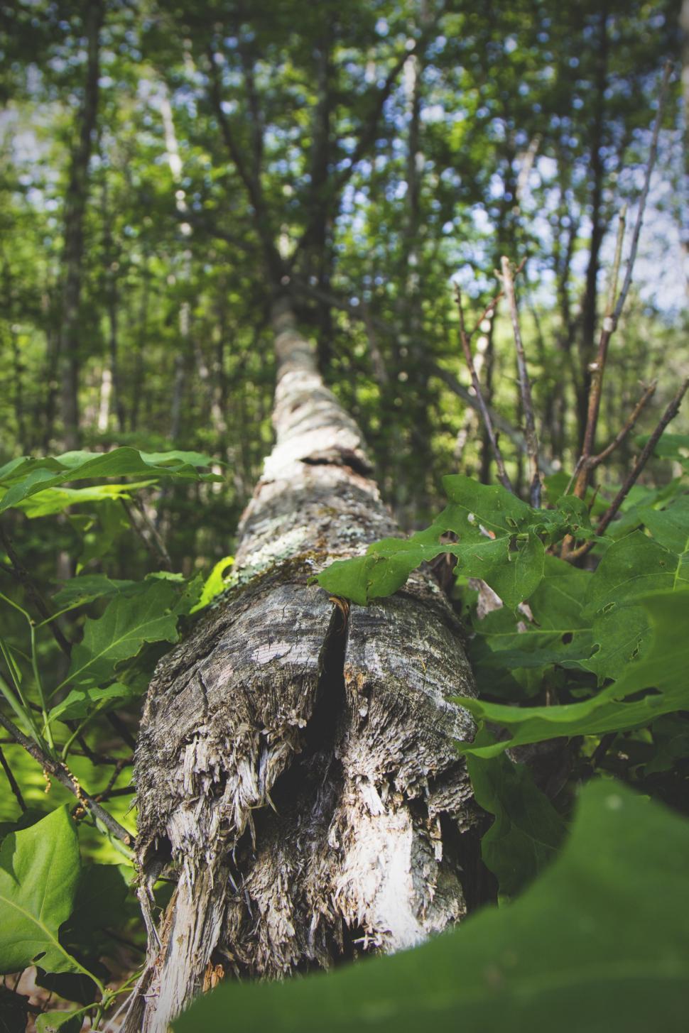 Free Image of Tree Standing Amidst Dense Forest 