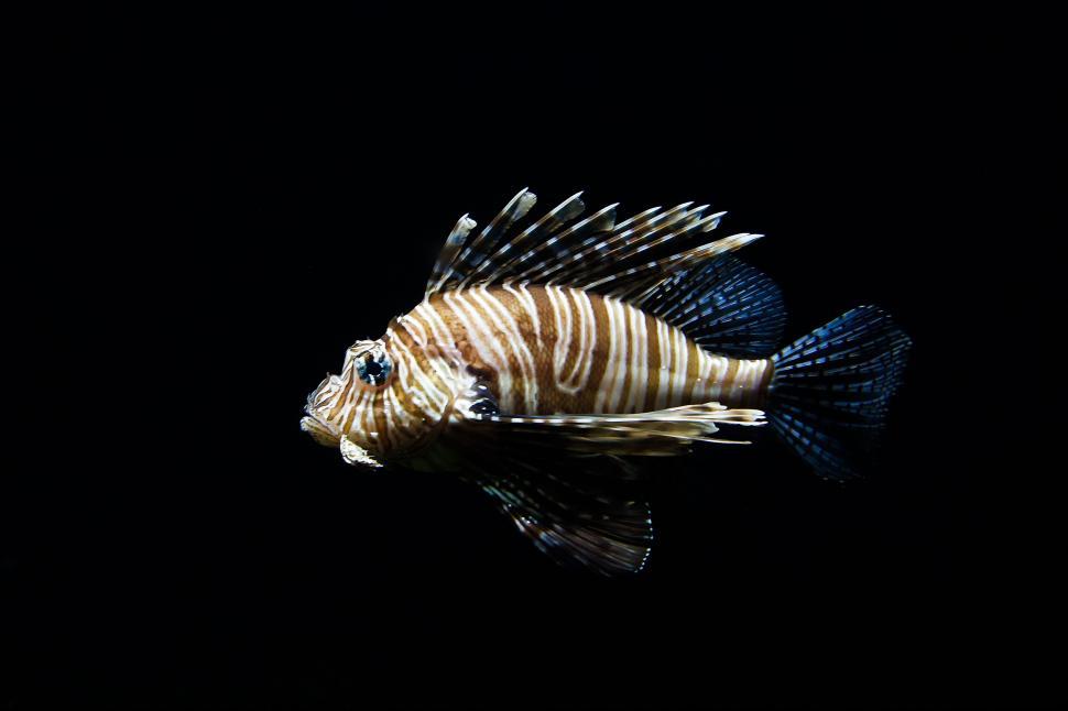 Free Image of isopod crustacean arthropod invertebrate lionfish scorpaenid 
