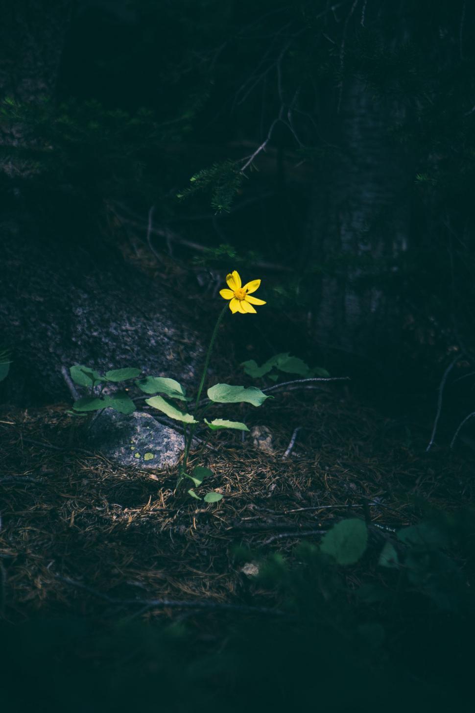 Free Image of A Single Yellow Flower in a Dark Forest 