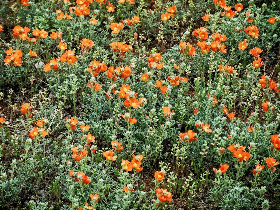 Free Image of Field of Orange Flowers With Green Leaves 