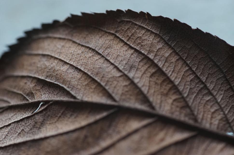 Free Image of Close-Up Shot of Leaf Against Blue Background 