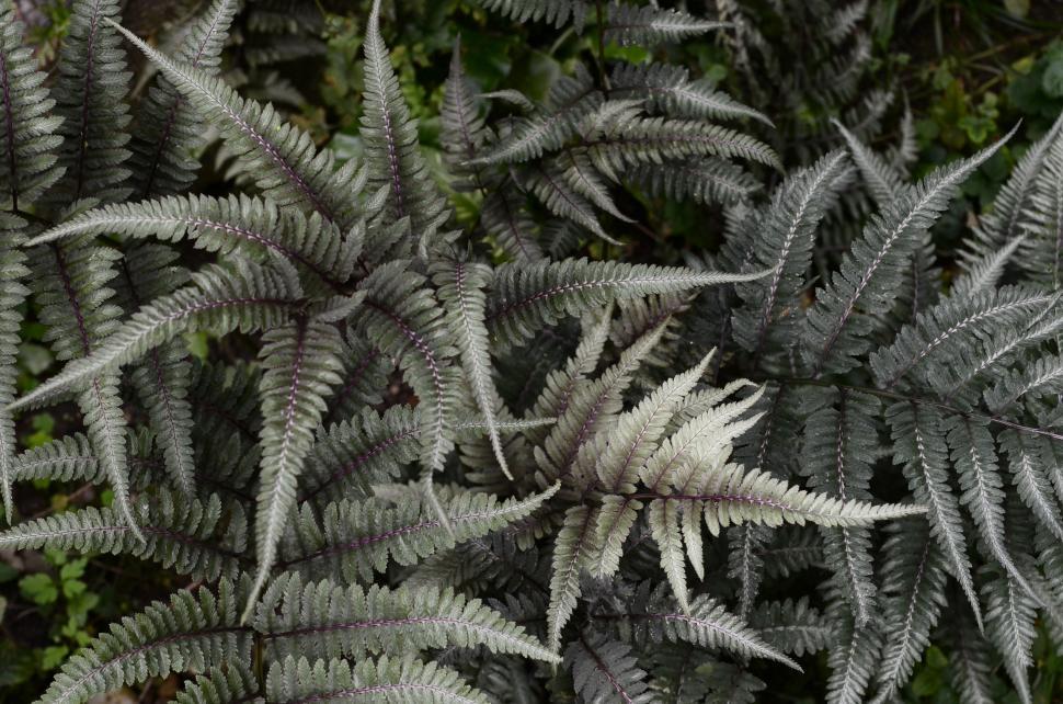 Free Image of Close-Up of Lush Plant With Abundant Leaves 