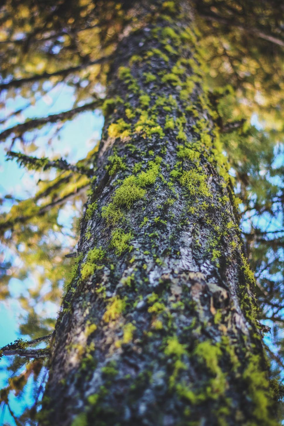 Free Image of Tall Tree Covered in Green Moss 