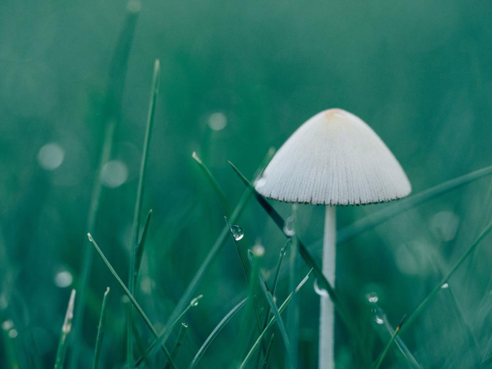 Free Image of White Mushroom on Lush Green Field 