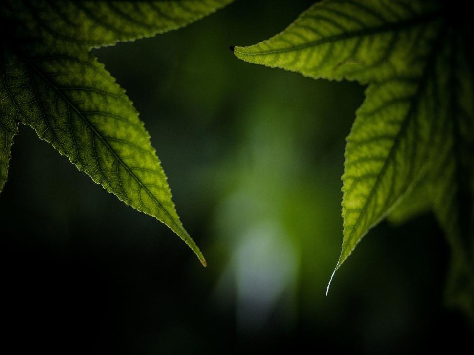 Free Image of Close Up of a Green Leaf in the Dark 