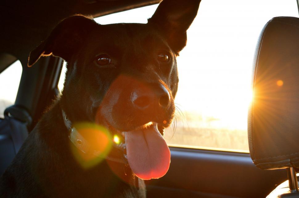 Free Image of Dog Sitting in Car With Toy 