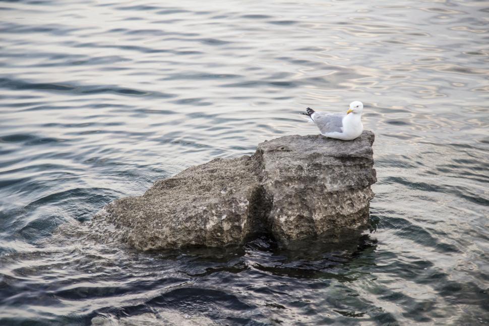 Free Image of Seagull Perched on Rock in Water 