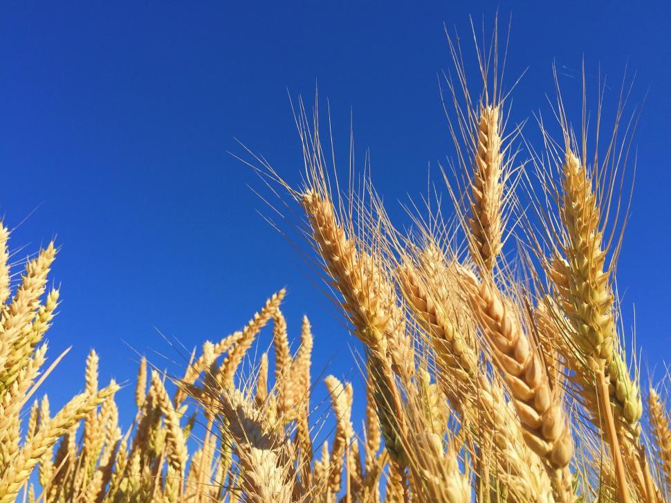 Free Image of Field of Wheat Under a Blue Sky 