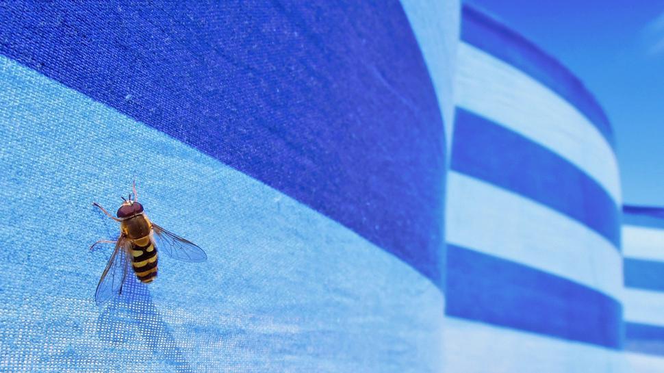 Free Image of Bee on Blue and White Background 