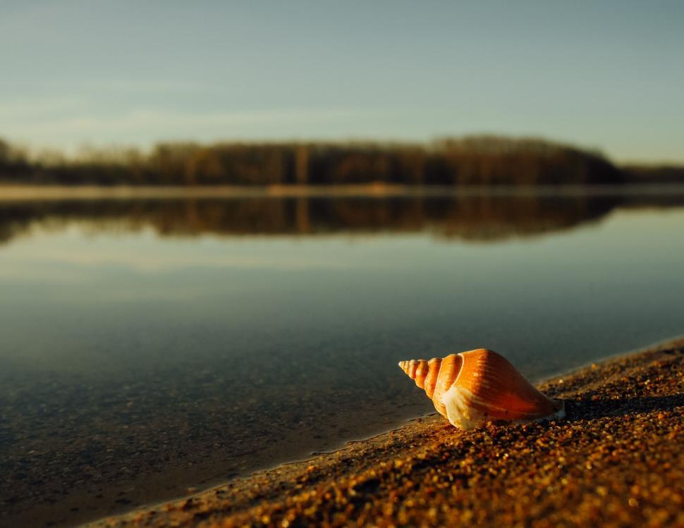 Free Image of Shell Resting on Shore of Lake 