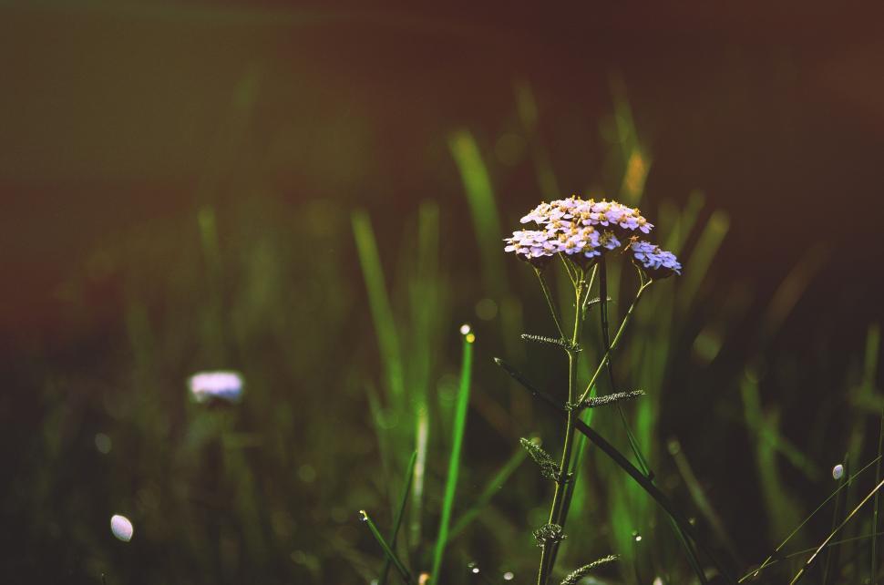 Free Image of Close Up of a Flower in the Grass 
