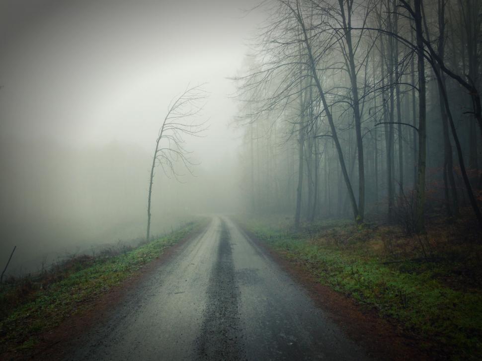 Free Image of Foggy Road in the Heart of a Forest 