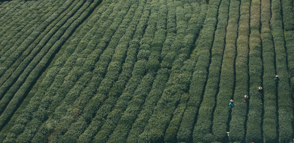 Free Image of Aerial View of a Crop Field 