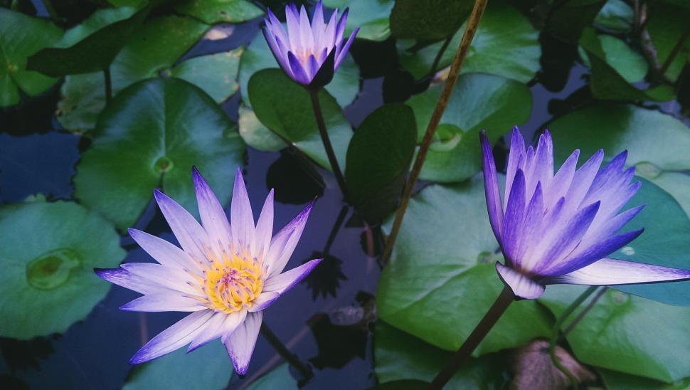 Free Image of Two Purple Water Lilies Among Green Leaves in Pond 
