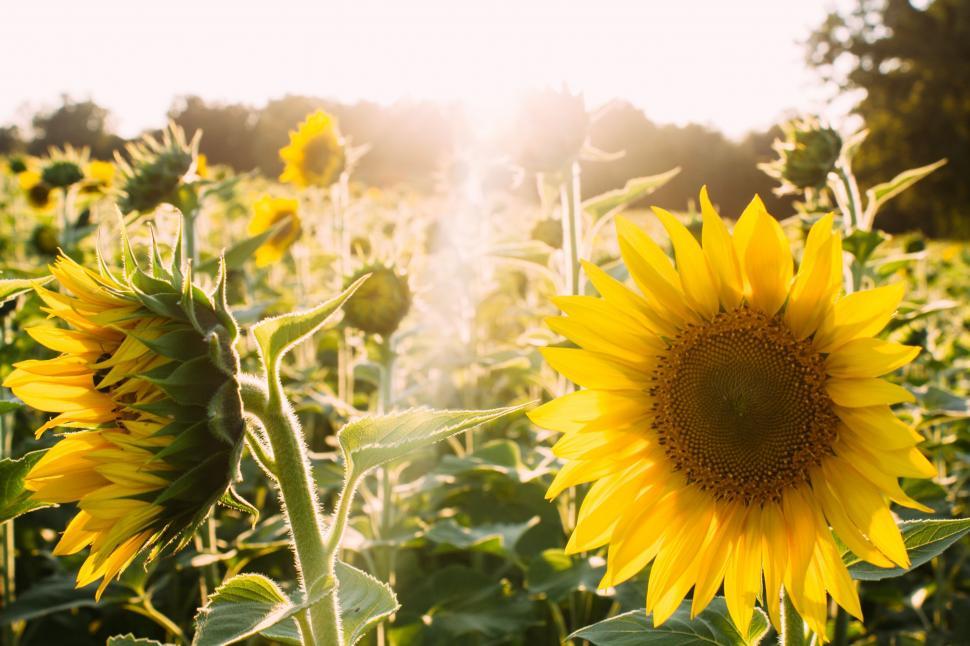 Free Image of Large Sunflower Standing Out in Sunflower Field 