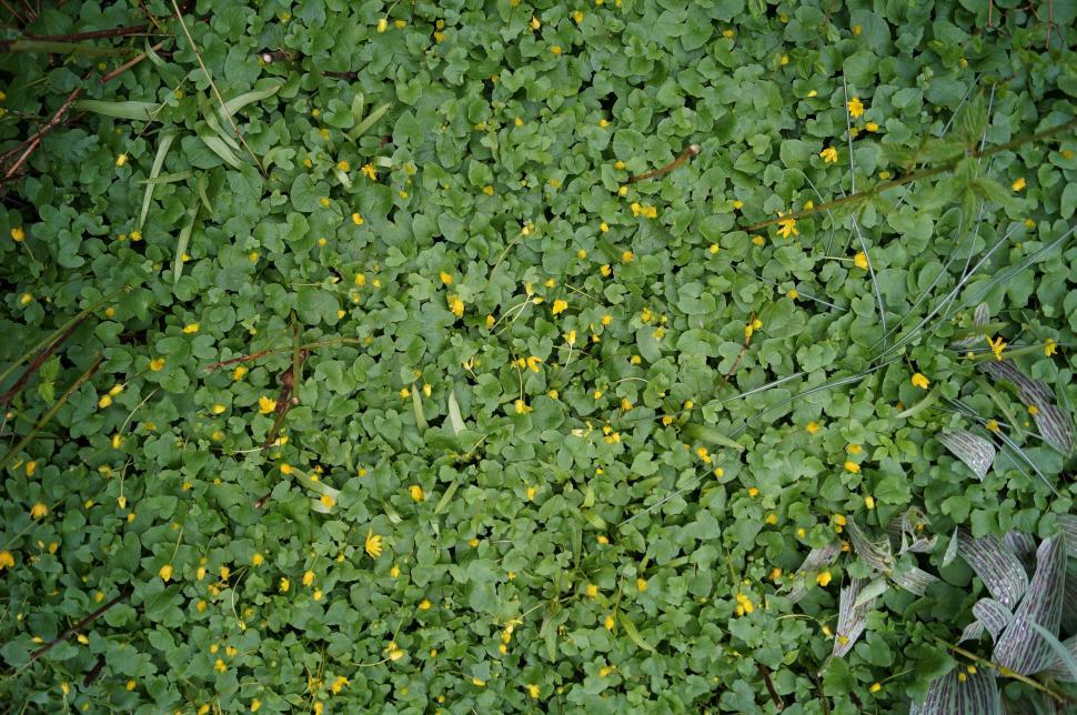 Free Image of Lush Green Grass With Yellow Flowers 