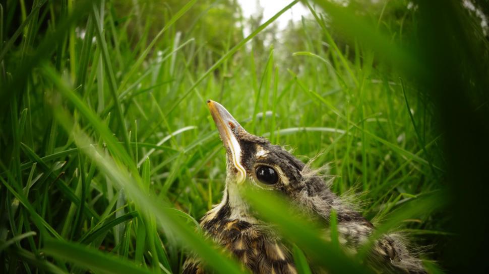 Free Image of Bird Close-Up in Grass 