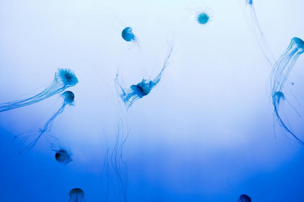 Free Image of Group of Jellyfish Swimming in the Ocean 
