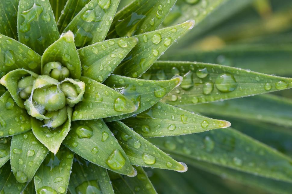 Free Image of Close Up of Green Plant With Water Droplets 