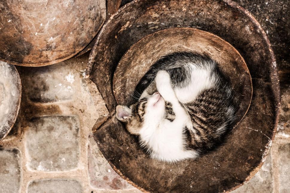 Free Image of Cat Curled Up in Hole 